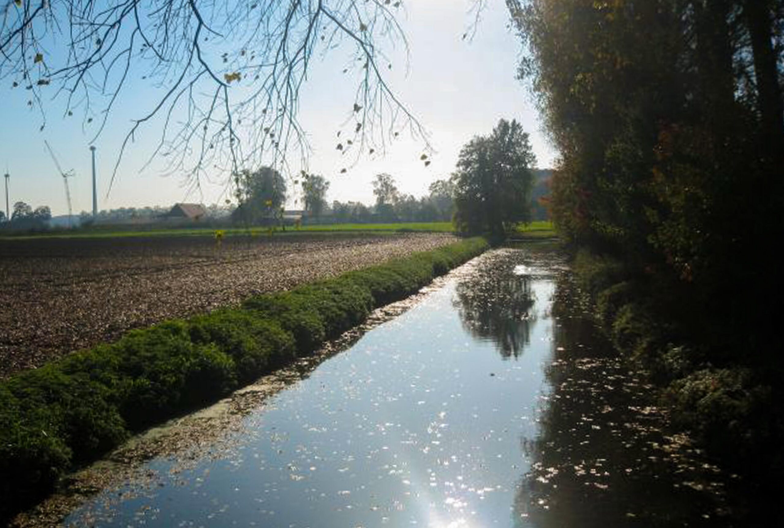 Die Dinkel
